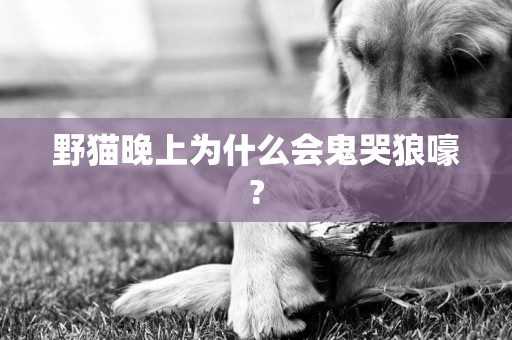 野貓晚上為什么會鬼哭狼嚎?