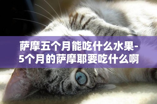 薩摩五個月能吃什么水果-5個月的薩摩耶要吃什么啊