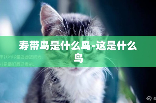壽帶鳥是什么鳥-這是什么鳥