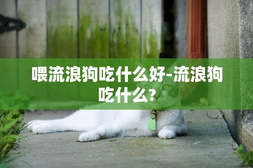 喂流浪狗吃什么好-流浪狗吃什么?