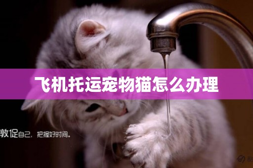 飛機托運寵物貓怎么辦理