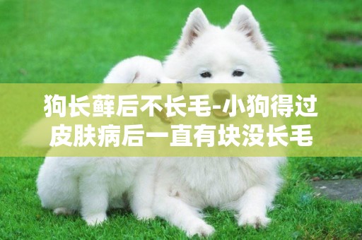狗長蘚后不長毛-小狗得過皮膚病后一直有塊沒長毛