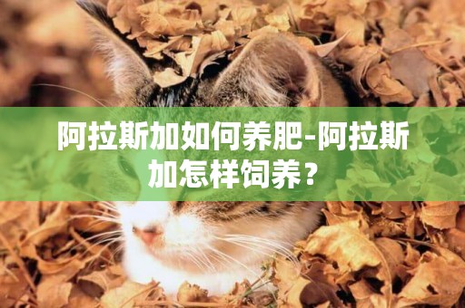 阿拉斯加如何養肥-阿拉斯加怎樣飼養？