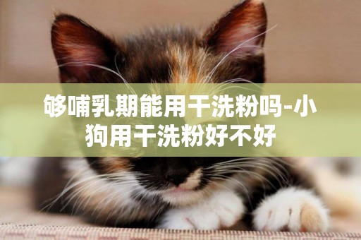 夠哺乳期能用干洗粉嗎-小狗用干洗粉好不好
