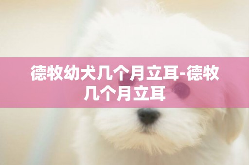 德牧幼犬幾個月立耳-德牧幾個月立耳