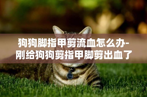 狗狗腳指甲剪流血怎么辦-剛給狗狗剪指甲腳剪出血了，怎么解決？