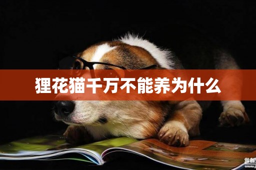 貍花貓千萬不能養為什么