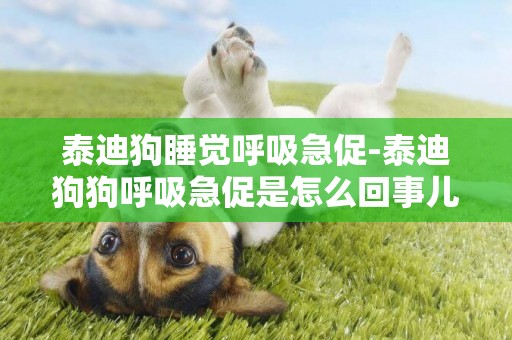 泰迪狗睡覺呼吸急促-泰迪狗狗呼吸急促是怎么回事兒