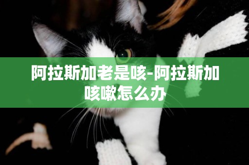 阿拉斯加老是咳-阿拉斯加咳嗽怎么辦