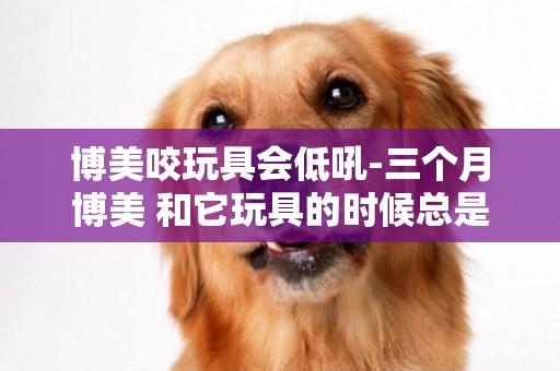 博美咬玩具會低吼-三個月博美 和它玩具的時候總是低吼，頭埋得低低的，弓著背，不知道是什么意思。