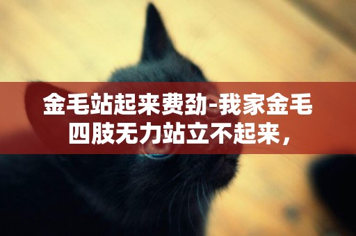 金毛站起來費勁-我家金毛四肢無力站立不起來，