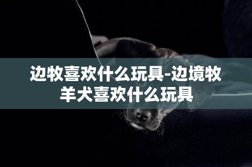 邊牧喜歡什么玩具-邊境牧羊犬喜歡什么玩具