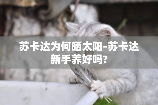 蘇卡達為何曬太陽-蘇卡達新手養好嗎?