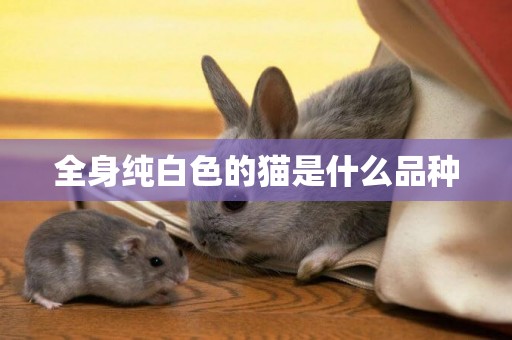 全身純白色的貓是什么品種