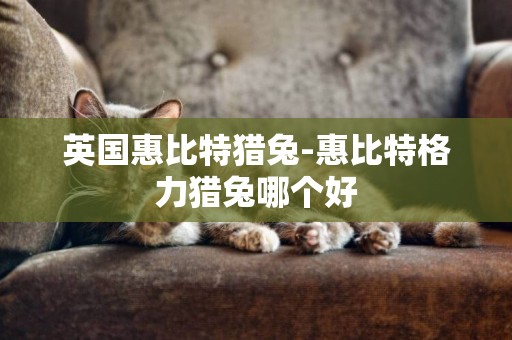 英國惠比特獵兔-惠比特格力獵兔哪個好