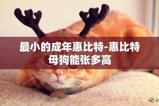 最小的成年惠比特-惠比特母狗能張多高