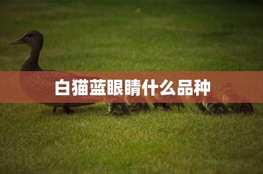 白貓藍眼睛什么品種