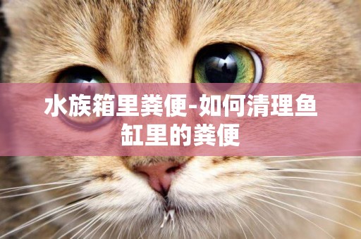 水族箱里糞便-如何清理魚缸里的糞便