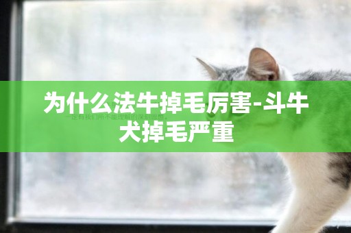 為什么法牛掉毛厲害-斗牛犬掉毛嚴重
