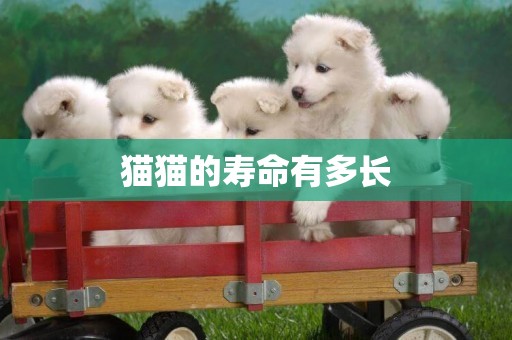 貓貓的壽命有多長