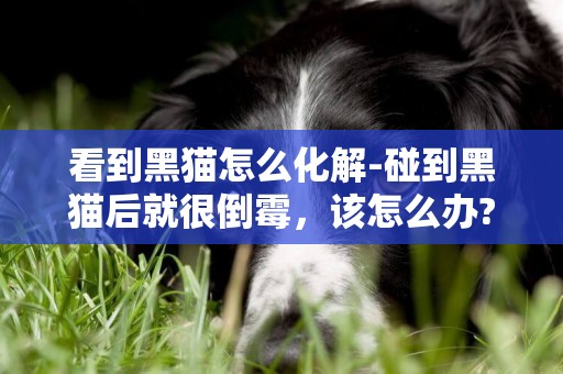 看到黑貓怎么化解-碰到黑貓后就很倒霉，該怎么辦?