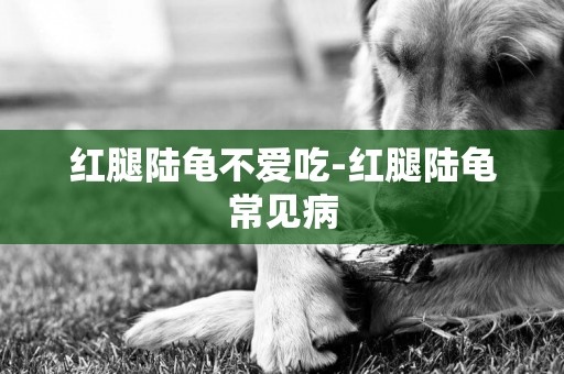 紅腿陸龜不愛吃-紅腿陸龜常見病