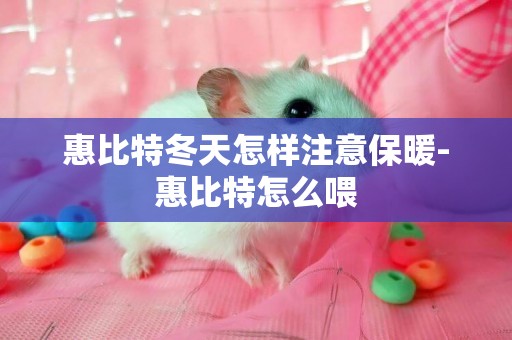 惠比特冬天怎樣注意保暖-惠比特怎么喂