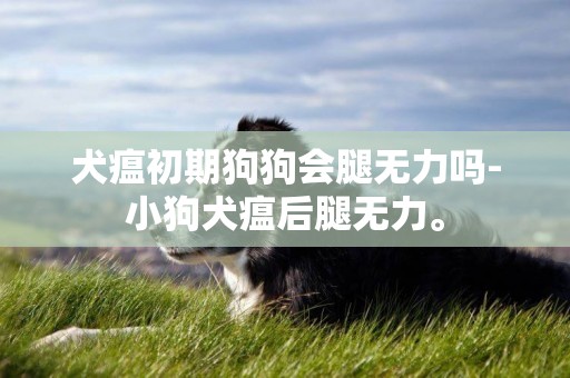 犬瘟初期狗狗會腿無力嗎-小狗犬瘟后腿無力。