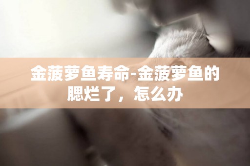 金菠蘿魚壽命-金菠蘿魚的腮爛了，怎么辦