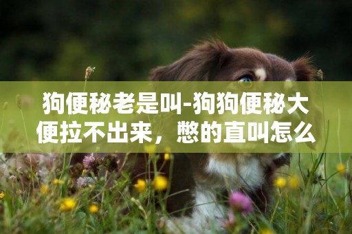 狗便秘老是叫-狗狗便秘大便拉不出來，憋的直叫怎么辦
