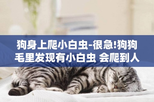 狗身上爬小白蟲-很急!狗狗毛里發現有小白蟲 會爬到人身上嗎 危險嗎!
