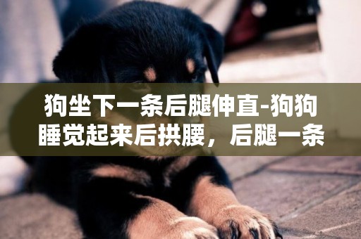 狗坐下一條后腿伸直-狗狗睡覺起來后拱腰，后腿一條腿伸直