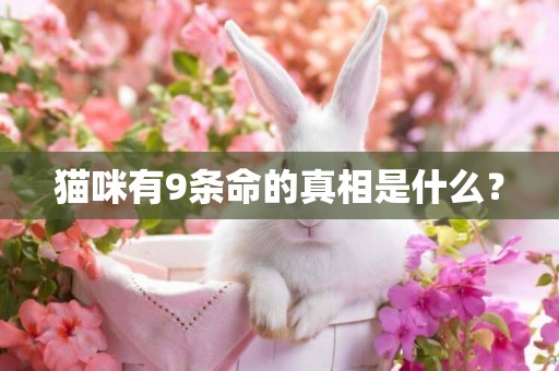 貓咪有9條命的真相是什么？