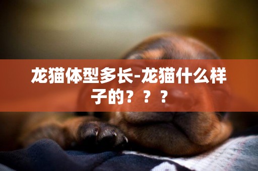 龍貓體型多長-龍貓什么樣子的？？？