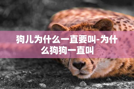 狗兒為什么一直要叫-為什么狗狗一直叫