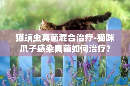 貓螨蟲真菌混合治療-貓咪爪子感染真菌如何治療？