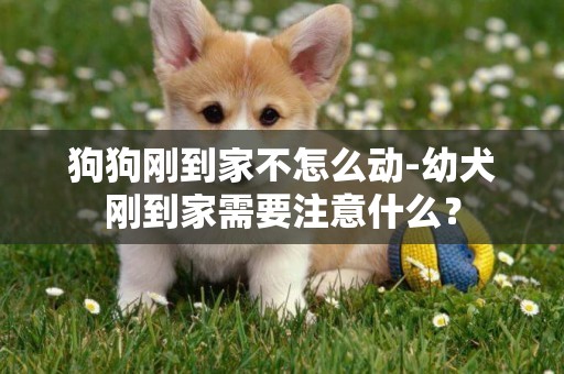 狗狗剛到家不怎么動-幼犬剛到家需要注意什么？