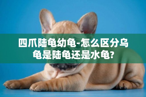 四爪陸龜幼龜-怎么區分烏龜是陸龜還是水龜?
