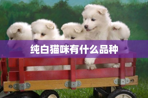 純白貓咪有什么品種