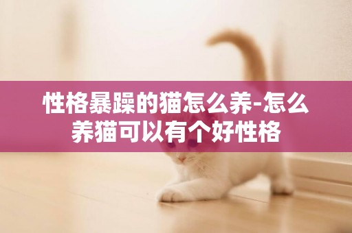 性格暴躁的貓怎么養-怎么養貓可以有個好性格