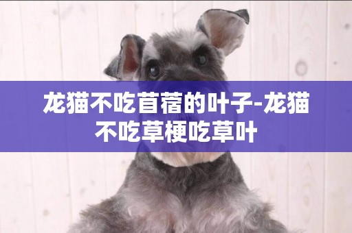 龍貓不吃苜蓿的葉子-龍貓不吃草梗吃草葉