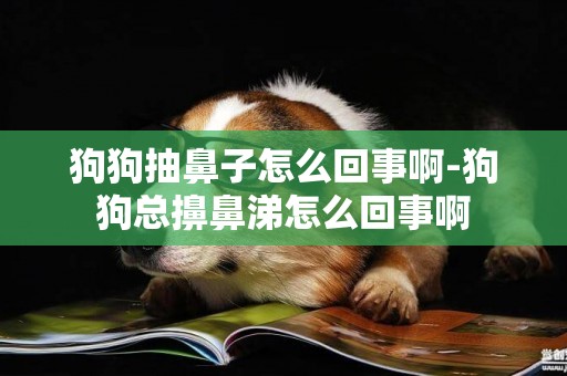 狗狗抽鼻子怎么回事啊-狗狗總擤鼻涕怎么回事啊