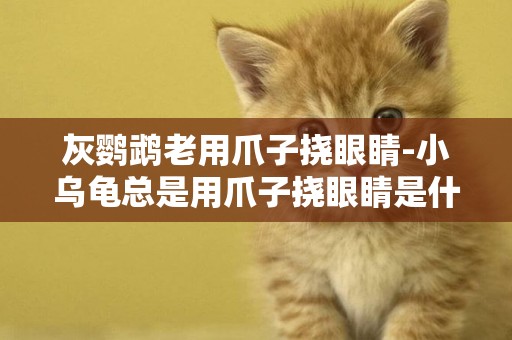 灰鸚鵡老用爪子撓眼睛-小烏龜總是用爪子撓眼睛是什么意思？