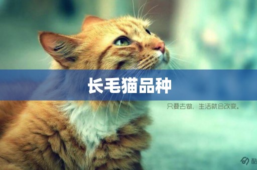 長毛貓品種