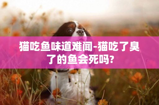 貓吃魚味道難聞-貓吃了臭了的魚會死嗎?