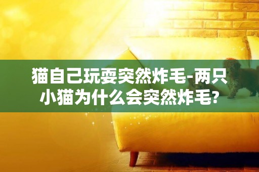 貓自己玩耍突然炸毛-兩只小貓為什么會突然炸毛?