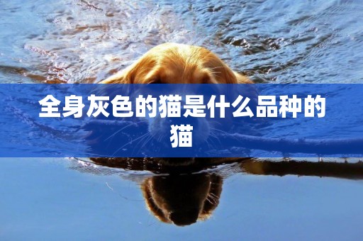 全身灰色的貓是什么品種的貓