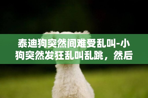 泰迪狗突然間難受亂叫-小狗突然發狂亂叫亂跳，然后全身抽搐