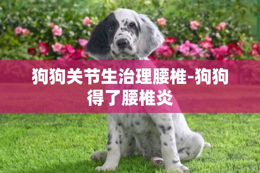 狗狗關節生治理腰椎-狗狗得了腰椎炎
