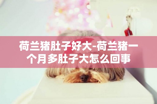 荷蘭豬肚子好大-荷蘭豬一個月多肚子大怎么回事